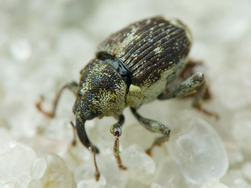 Nedyus quadrimaculatus (Linnaeus, 1758)